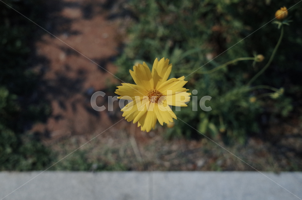 꽃,금계국,국화과,저녁,화단