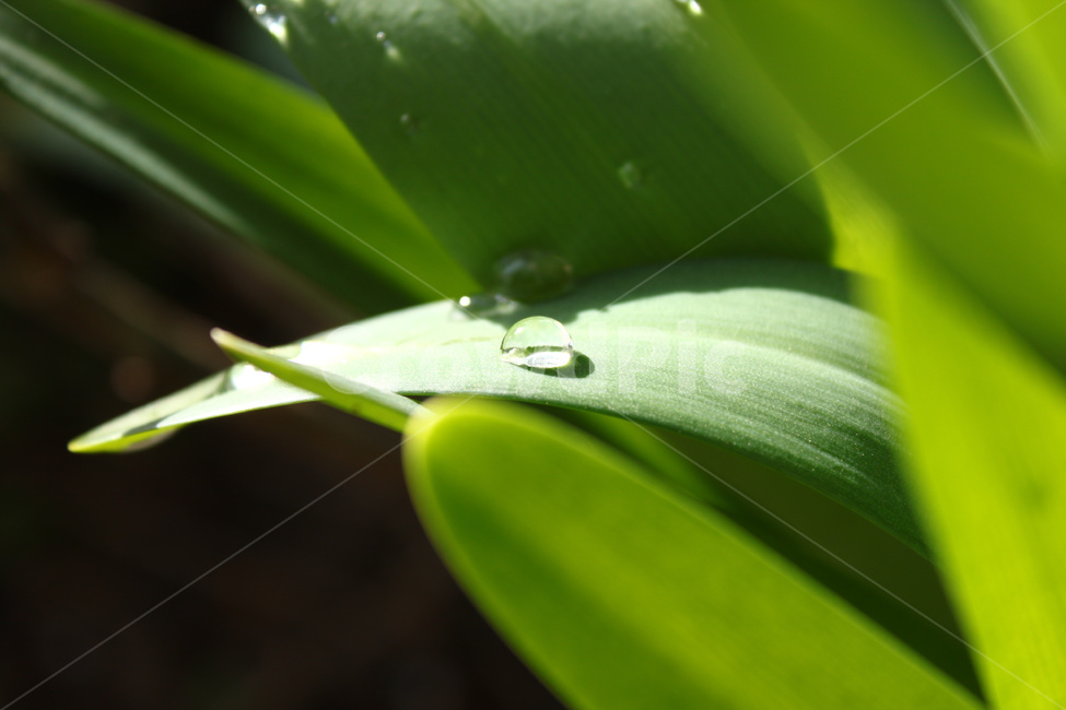 풀잎물방울,풀잎,잎,물방울,이슬,자연,식물,자연,plants,nature