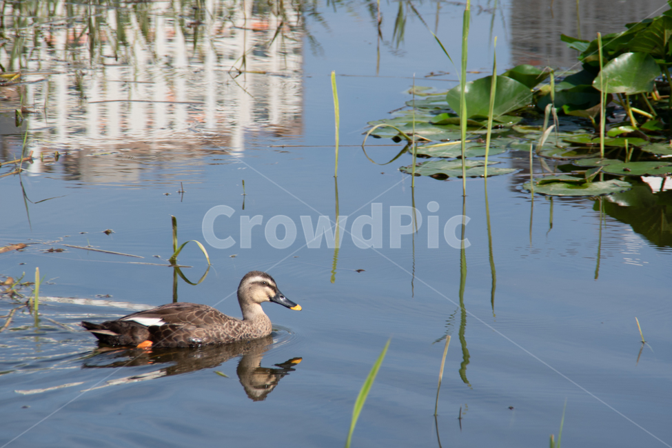 duck,오리,온수역,수목원,lake,호수,정원,animal,동물,bird,새,water,물,물새,waterfowl,옥외,outdoors,동물,animal,조류,새,birds