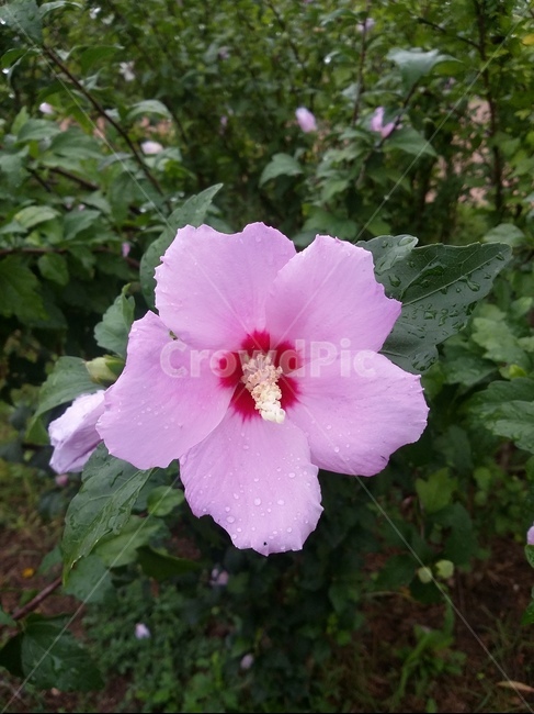 무궁화꽃,식물,flower,plant,무궁화,꽃,식물,자연,plants,nature,꽃,flower