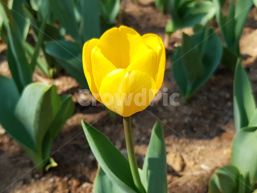 튤립,봄,꽃,식물,자연,예쁜꽃,꽃배경,tulip,노란꽃,식물,자연,plants,nature,꽃,flower