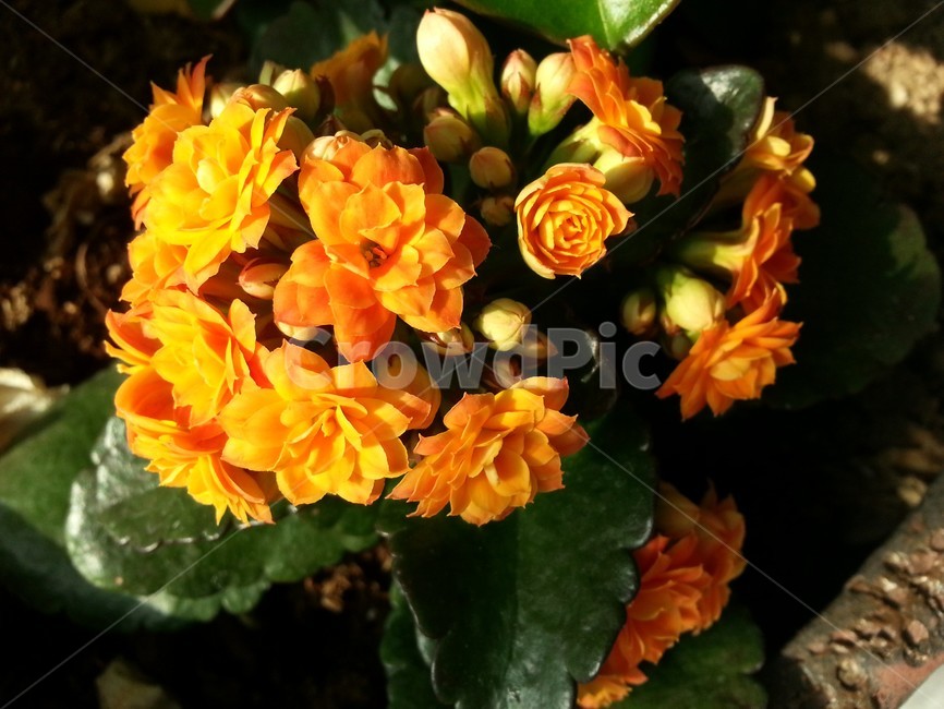 꽃,식물,정원,flower,자연,nature,화분,flowerpot,오렌지색