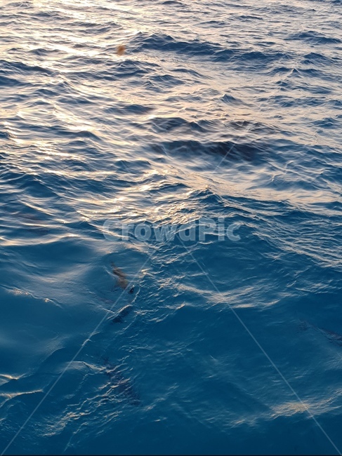 바다,물고기,생선,에메랄드빛,ocean,beach,사이판,saipan,sail