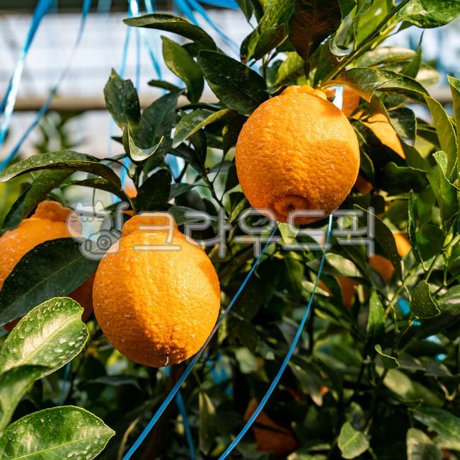 mandarin,citrus fruits,Red scent,Fruit,nature,fruit,Hallabong,Orange,food,vitamin,tangerines,orange,citrusfruit,house tangerines,Cheonhyehyang,plant,fresh,Jeju tangerines,hallabong