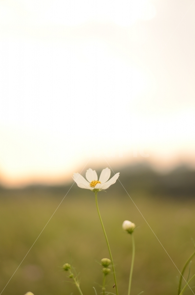 코스모스,가을,꽃,꽃사진,식물,자연,계절,fall,autumn,season,plants,nature,flower,흰색,고독,하나,한개,가을,계절,fall,autumn,season,식물,자연,plants,nature,꽃,flower,감성,sensible,feeling,plant,blossom,daisy,데이지,daisies