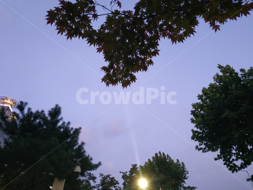 sky,하늘,밤,tree,나무