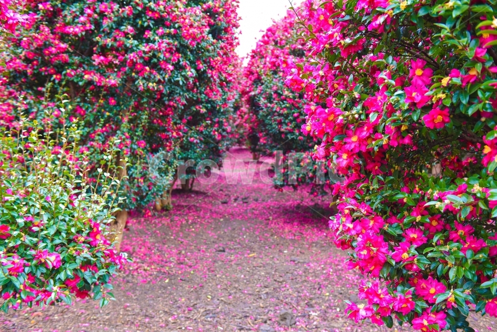 제주도,동백꽃,위미리,올레길,동백꽃군락,겨울,식물,자연,plants,nature,꽃,flower