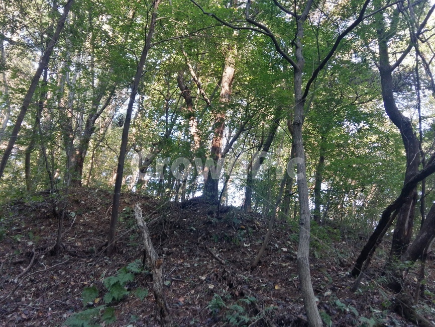 나무,초록,자연,숲,파릇함,자연,풍경,nature,landscape,tree,plant,식물,ground,바닥,tree trunk,나무 줄기
