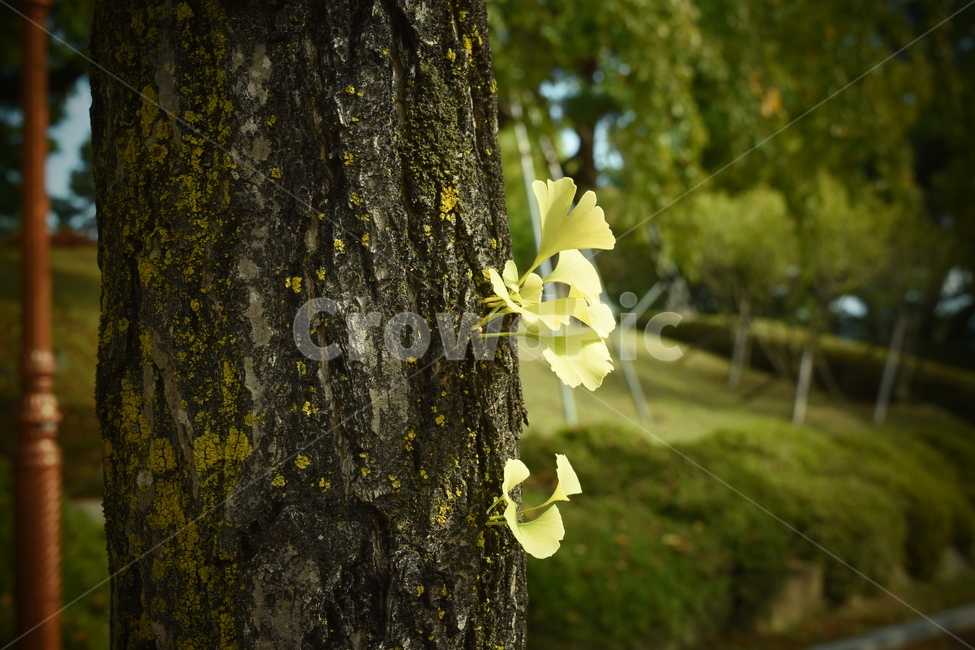 나무,은행나무,가을,자연,은행,가을,계절,fall,autumn,season,tree,plant,식물,tree trunk,나무 줄기