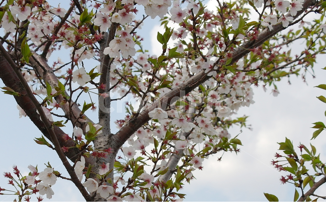 벚꽃,봄,나무,꽃,식물,자연,개화,꽃잎,클로즈업,봄,계절,spring,season,식물,자연,plants,nature,꽃,flower,plant,blossom
