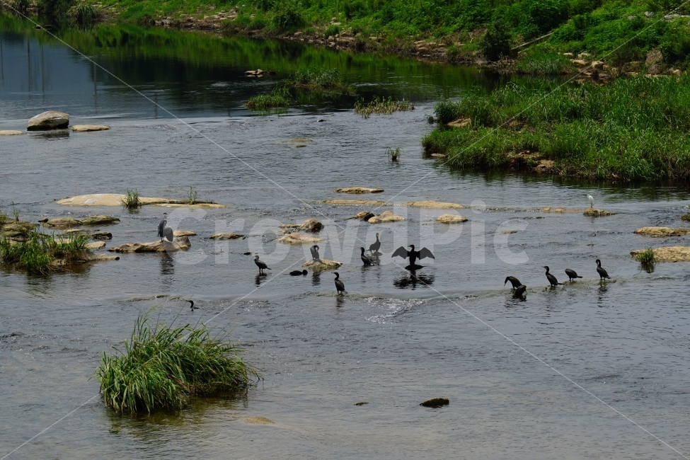 가마우지,백로,철새,새,조류,동물,bird,animal,풍경,자연,nature,landscape,하천,강,river,여름,summer,water,바위,돌,수풀,식물,경기도,동두천,birds,여행,travel,감성,감성사진,힐링,힐링사진,경기북부,야생,들새,경치,스냅,스냅사진,스넵,스넵사진,snap,한국자연,한국의자연,한국풍경,동물,animal,조류,새,birds