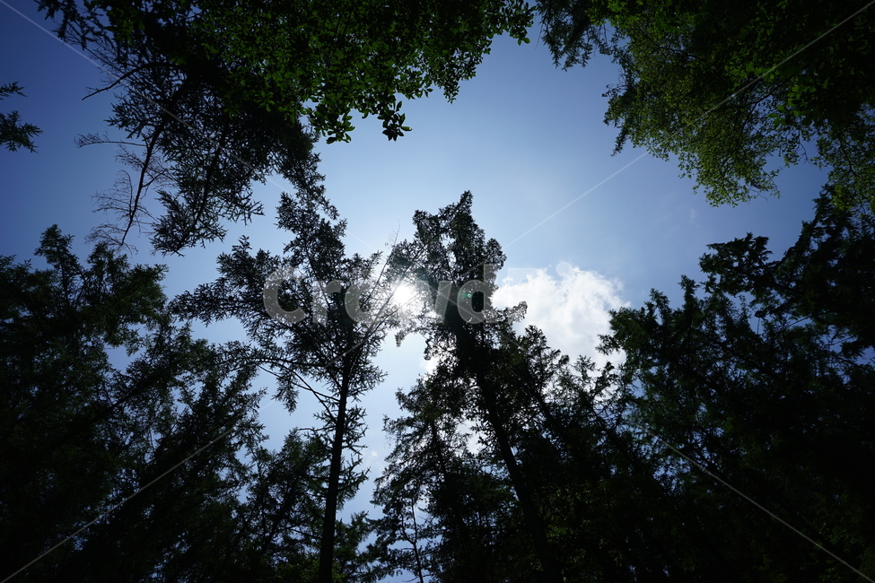 숲,자연,풍경,풍경사진,하늘,그린,계절,산책,산,나무,식물,자연,plants,nature,나무,trees,wood