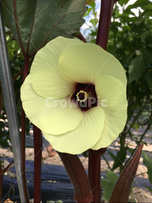 자연,식물,꽃,노란꽃,오크라꽃,식물,자연,plants,nature,꽃,flower