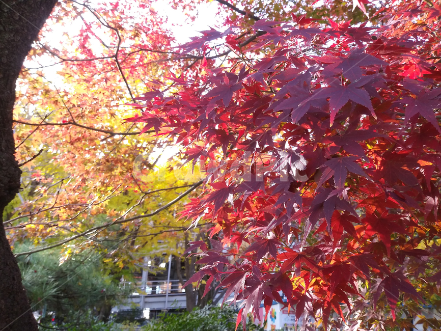 leaf,잎,plant,식물,tree,나무,maple,단풍,붉은색,가을,계절,나뭇가지,autumn,red,branch,가을,계절,fall,autumn,season