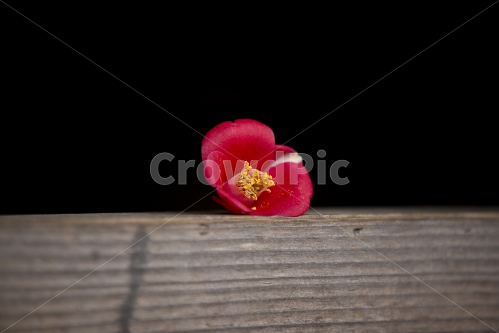 꽃,자연,동백꽃,동백,봄,봄꽃,식물,자연,plants,nature,꽃,flower