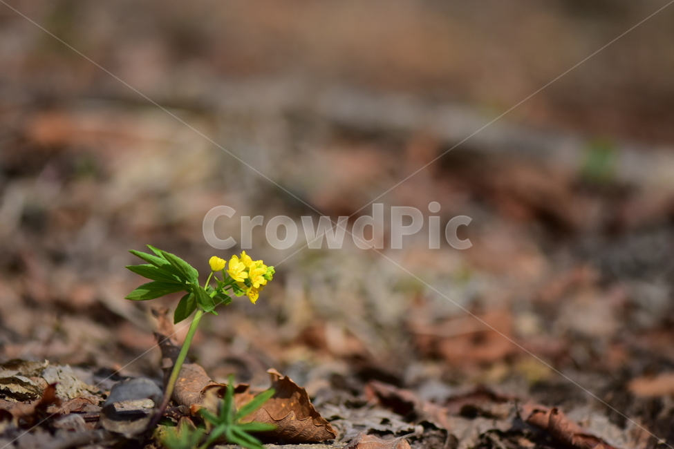 한계령풀,야생화,봄,꽃,풀꽃,자연,식물,식생,plants,nature,spring,season,flower