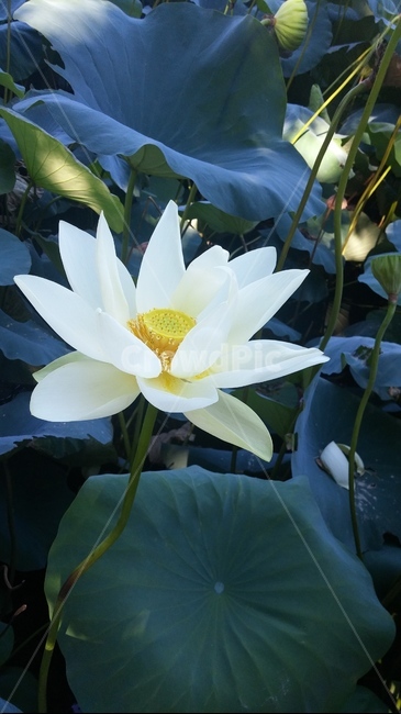 연꽃,꽃,연잎,가을,봄,자연,식물,자연,plants,nature,꽃,flower