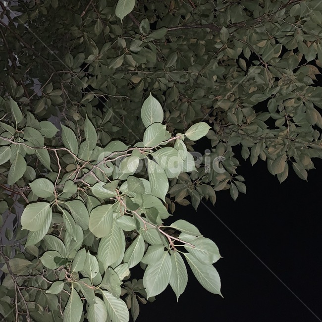 여름,밤,leaf,잎,plant,식물,tree,나무
