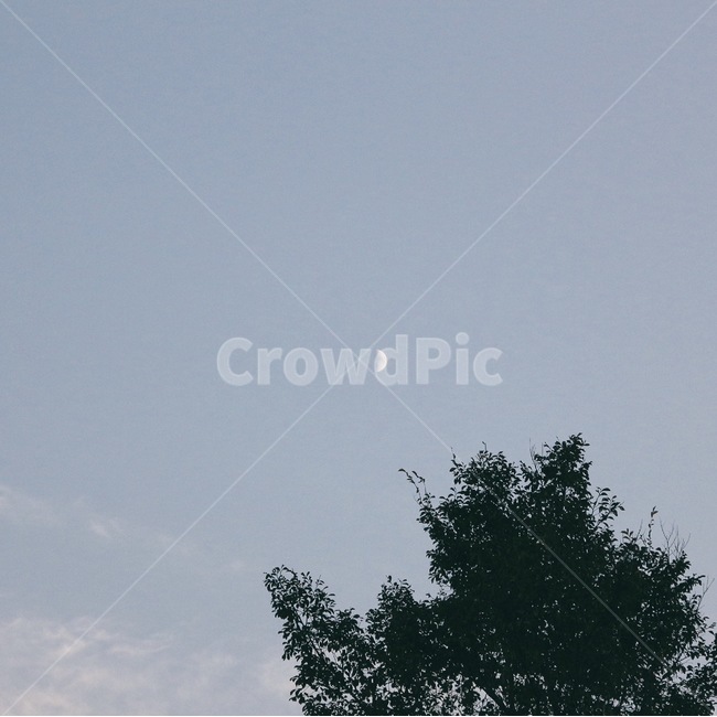 달,갈대,억새,풍경,자연,감성,가을,자연,풍경,nature,landscape,outdoors,옥외