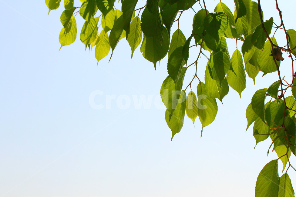 감성사진,풍경,자연,하늘,나무,잎,잎사귀,tree,green,식물,자연,plants,nature