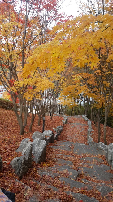 가을,단풍,낙엽,풍경,가을풍경,가을낙엽,단풍잎,호수