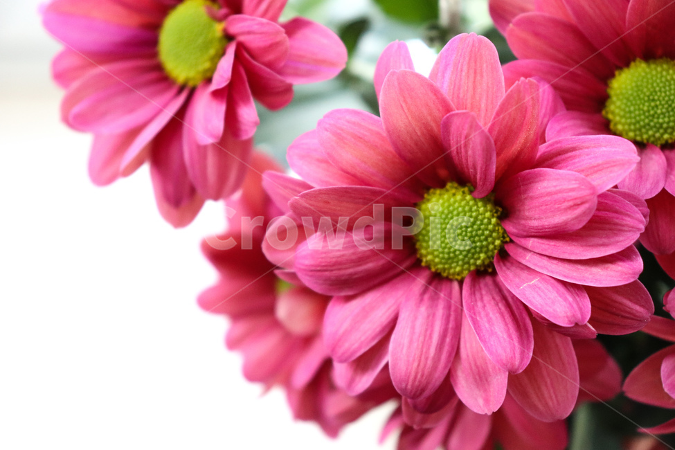 꽃,나무,꽃나무,봄나무,봄,자연,여름,계절,flower,geranium,식물,plant,제라늄,spring,summer,season,화분,daisies,pollen,데이지,daisy,달리아,blossom,dahlia