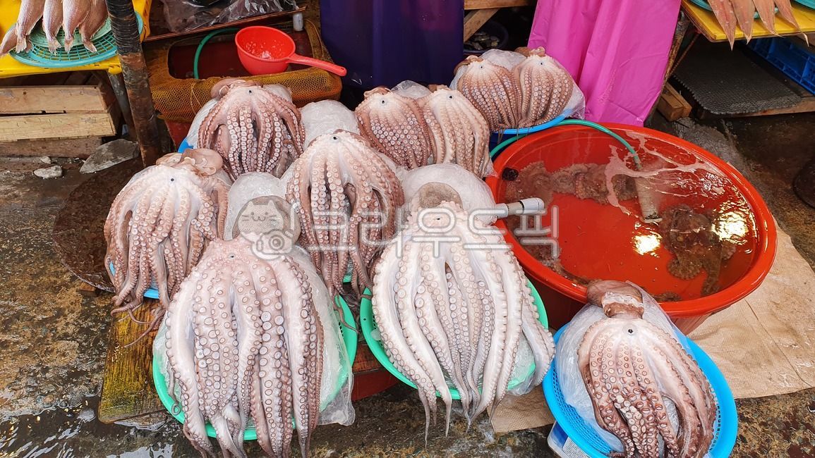 수산시장,시장,한국시장,해산물,물고기,fish,fishmarket,마트,market,마켓,mart,marketplace,음식,식재료,요리,food,cook,meal,dishes,foodreserves,수산물,fisheryproducts,seafood,오징어,문어