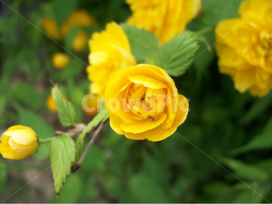 꽃,야생화,flower,자연,식물,황매화,식물,자연,plants,nature,꽃,flower