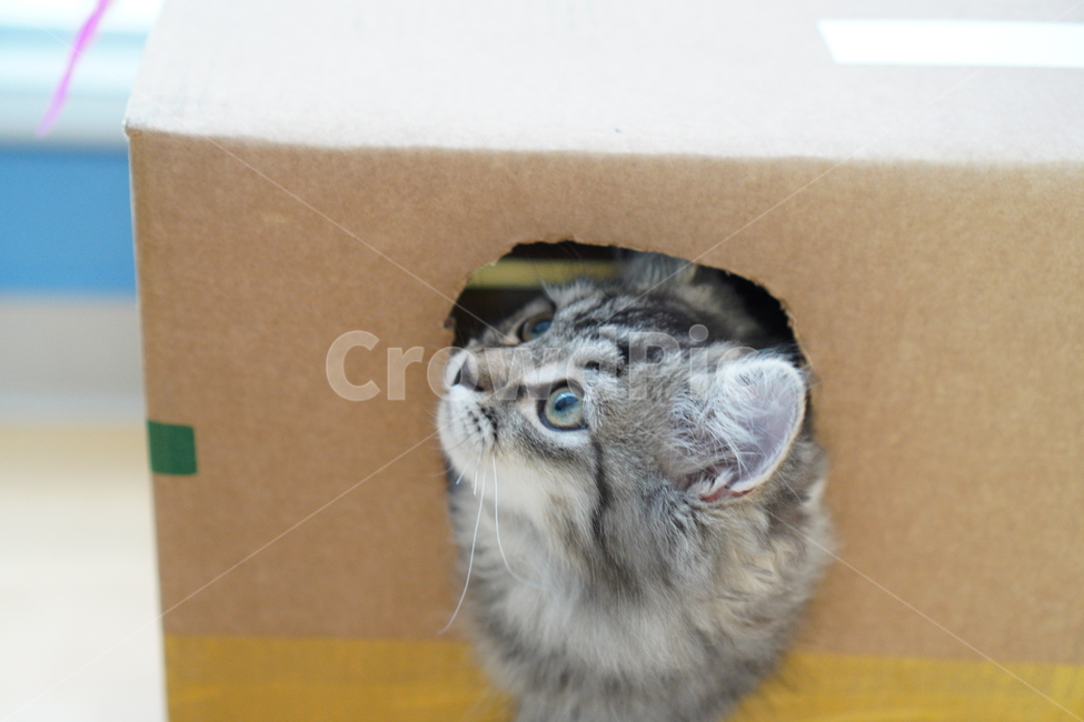 고양이,아기고양이,어린고양이,페르시안,페르시안고양이,냥이,반려묘