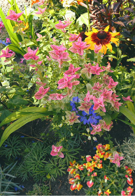 꽃,색감,식물,자연,풀,flower