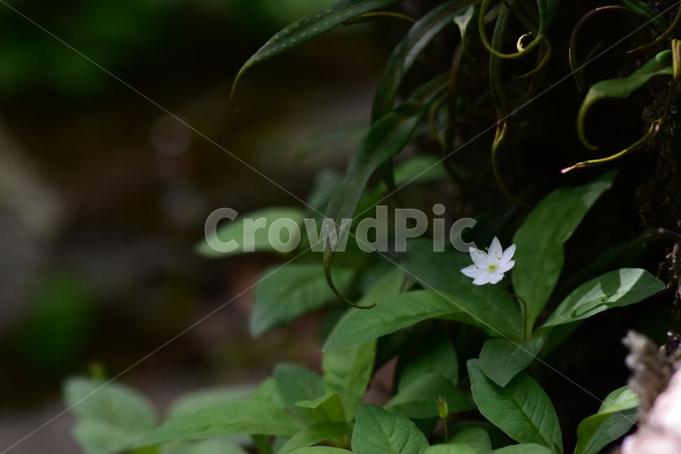 참기생꽃,야생화,식물,자연,꽃,플라워,생태,힐링,wildflower,flower,plants,nature,season,감성,느낌,emotion,feeling,앵초목,앵초과,여러해살이풀,희귀식물,기생꽃속