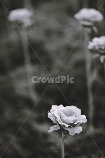 장미,하얀장미,흑백사진,장미꽃,whiterose,rose,식물,자연,plants,nature,꽃,flower,흑백,모노톤,monochrome,black and white