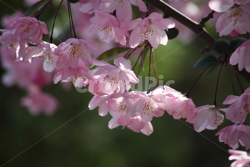 꽃사과나무,서부해당화,꽃아그베나무,봄,crabapple,식물,자연,plants,nature,꽃,flower