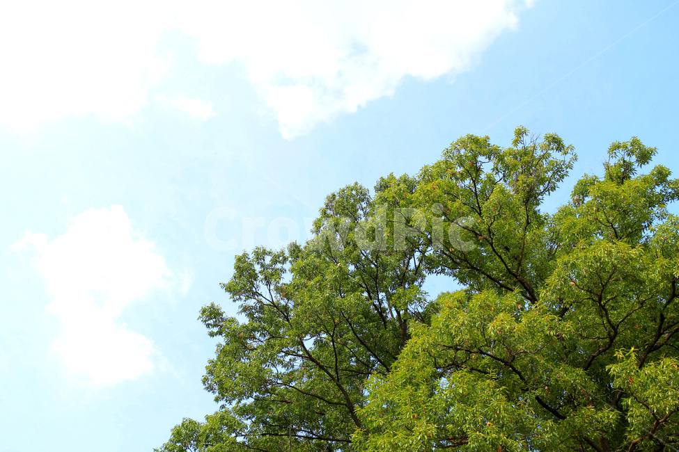 갈대,가을,하늘,일몰,햇살,태양,갈대밭,sunlihgt,light,자연,풍경,nature,landscape,tree,나무,plant,식물