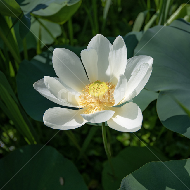 꽃,연꽃,노랑,흰색,여름,불교,빛,식물,자연,plants,nature,꽃,flower