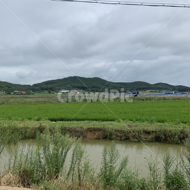 자연,nature,field,들,연못,풀,시골풍경,초록빛,산
