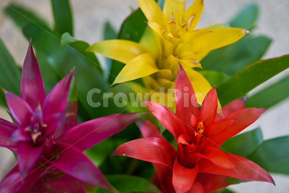 아나나스,꽃,봄,식물,노란색꽃,빨간색꽃,보라색꽃,화단,spring,색감,flower,ananas,식물,자연,plants,nature,꽃,flower