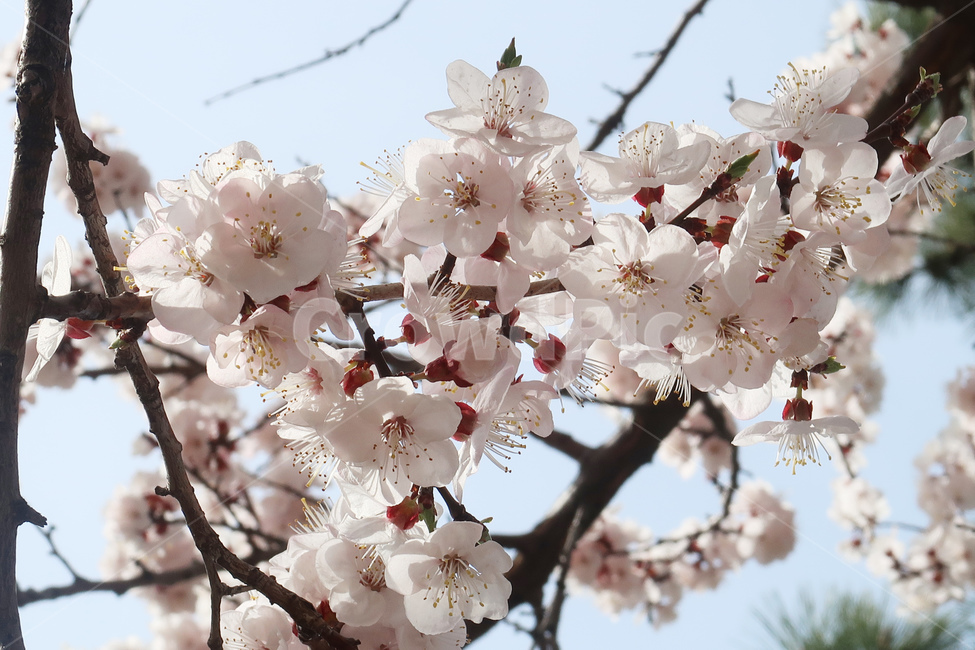 봄,벚꽃,꽃,spring,cherryblossom,꽃송이,flower,분홍,핑크,나무,벚나무,봄,계절,spring,season,식물,자연,plants,nature,꽃,flower,plant,blossom