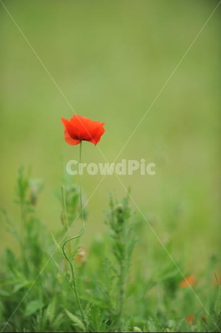 식물,꽃,flower,개양귀비,붉은꽃양귀비,식물,자연,plants,nature,꽃,flower