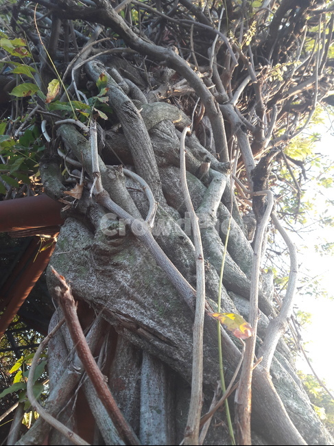 treetrunk,등나무줄기,식물,plant,나무,식물,자연,plants,nature