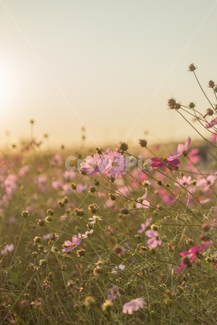 노을,공원,코스모스,가을,꽃,야생꽃,야생화,가을,계절,fall,autumn,season,식물,자연,plants,nature,꽃,flower,plant,field,들