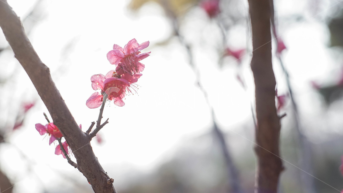 꽃배경,꽃,봄,꽃한송이,배경,편안한,빛,봄,계절,spring,season,식물,자연,plants,nature,꽃,flower,plant,blossom,cherry blossom,벚꽃