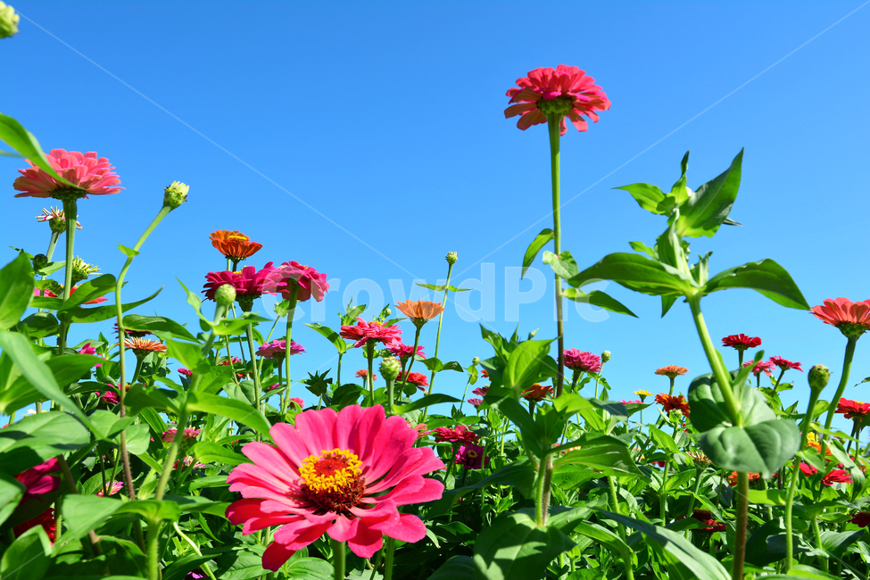 백일홍,꽃,공원,접사,빨강,녹색,꽃잎,식물,식물,자연,plants,nature