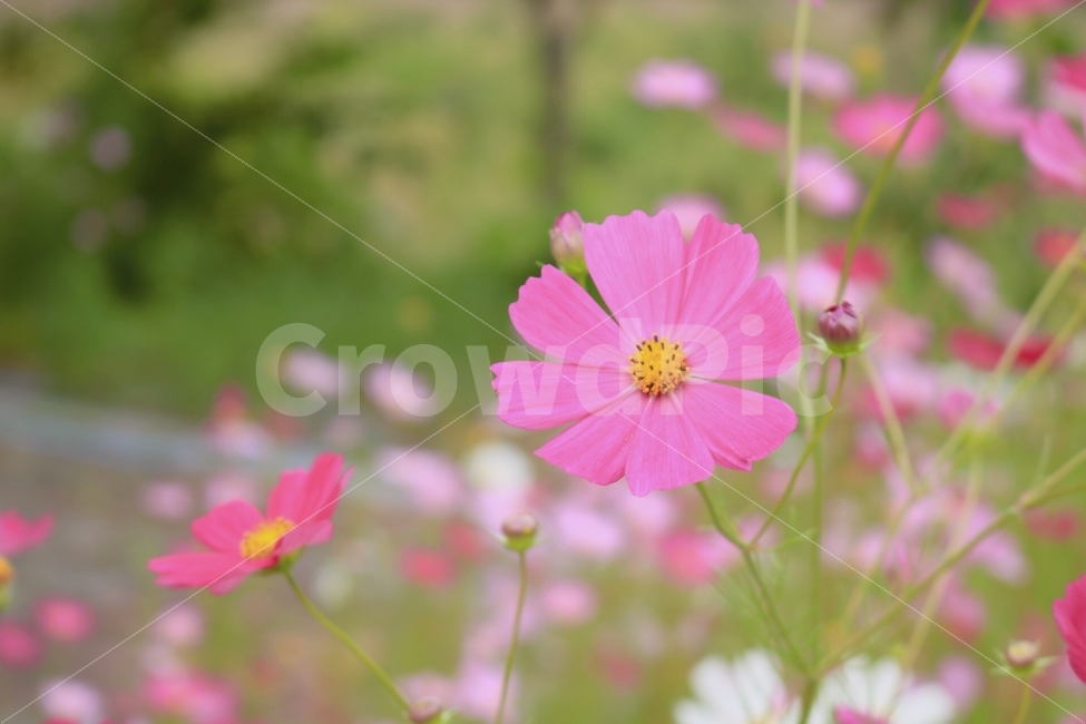 코스모스,가을,꽃,핑크,분홍,가을,계절,fall,autumn,season,식물,자연,plants,nature,꽃,flower,감성,sensible,feeling,geranium,제라늄,blossom,plant,petal,꽃잎