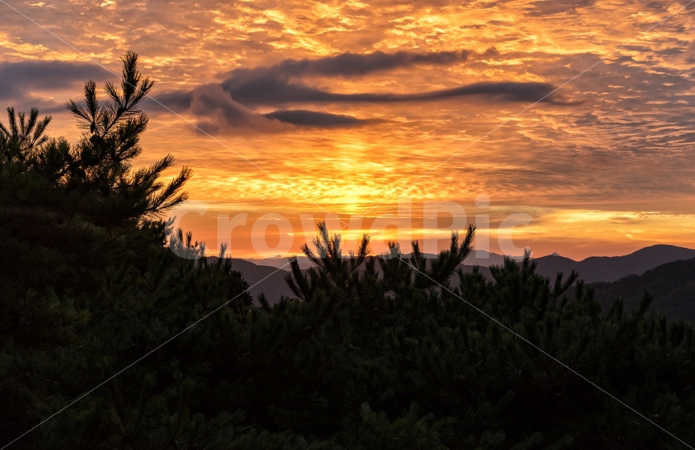 일출,남한산성,풍경,landscape,태양,자연,풍경,nature,landscape,tree,나무,fir,전나무,plant,식물