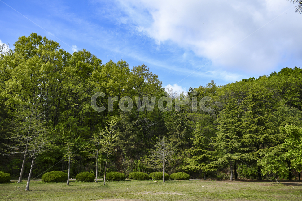 공원,초록,나무,숲,하늘,자연,풍경,nature,landscape,tree,plant,식물,grass,잔디