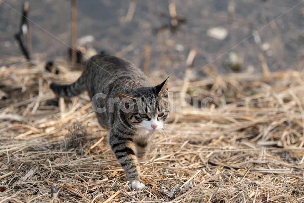 무늬,고양이,냥이,접근,샤픈,동물,animal,포유류,mammal,고양이,cat,kitten,kitty