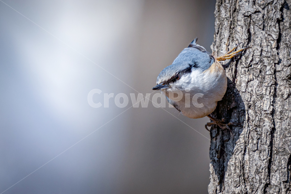 동고비,동고비과,자연,새,텃새,동물,animal,조류,새,birds
