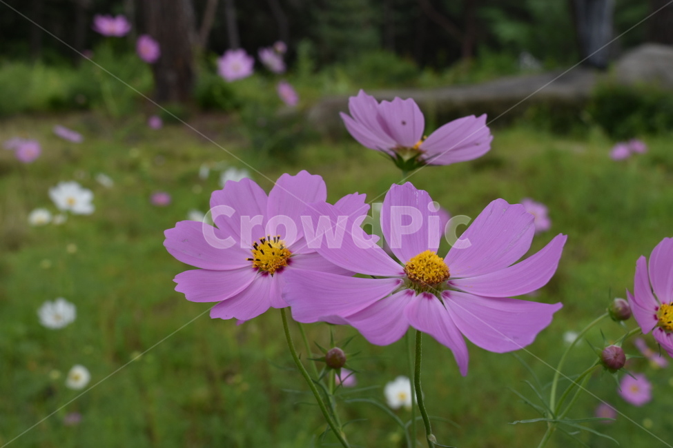코스모스,분홍,꽃,가을,식물,식물,자연,plants,nature,꽃,flower