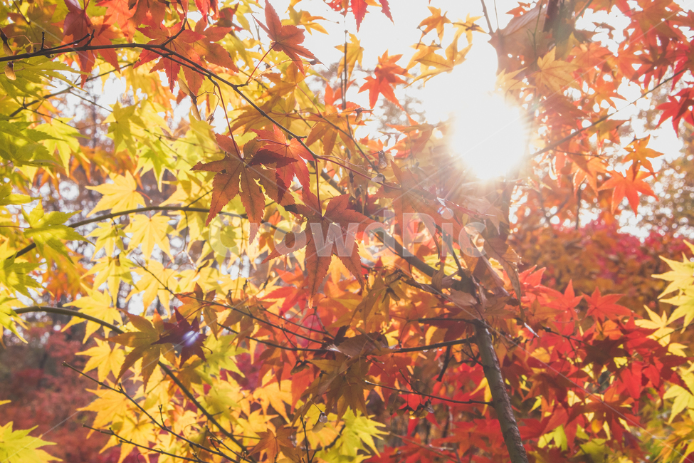 leaf,잎,plant,식물,tree,나무,maple,단풍,가을,fall,autumn,yellow,red,가을,계절,fall,autumn,season